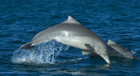 Шест животни с шпионски мисии /галерия/