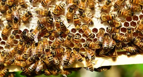Пчеларите остават без помощ от държавата