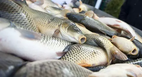 Българо-шведска фирма ще преработва риба в ново предприятие