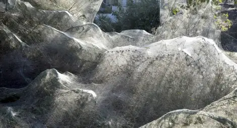 Огромни паяци обвиха гръцки плаж в паяжини 