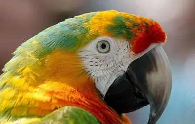 Пеещите домашни животни гонят лоши мисли