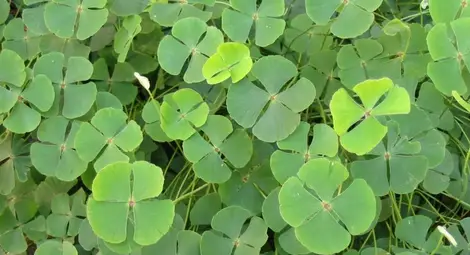 Най-големият късметлия в света /видео/