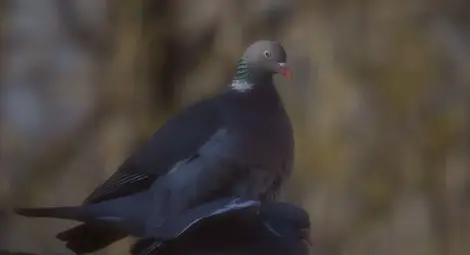 Гривякът - ново попълнение на дивата фауна на Русе