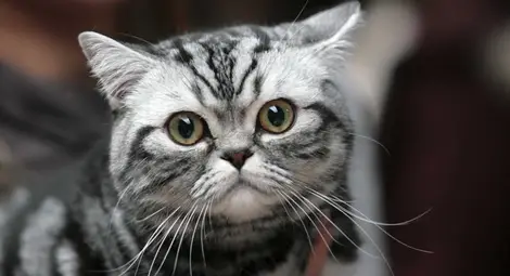 Котарак оцеля в пералня при 40-минутно пране на вълнени дрехи Котарак оцеля в пералня при 40-минутно пране на вълнени дрехи