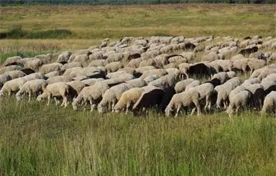 Ваксините срещу "син език" ще са безплатни