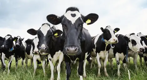 Кравите са източник на лек срещу ебола Кравите са източник на лек срещу ебола