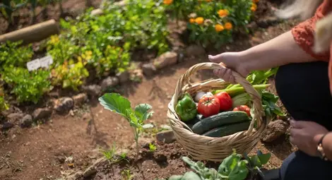 Защо е важно да избираме българско производство на хранителни продукти?