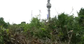 Поголовна сеч на Левента заради новата панорамна площадка