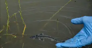 80% от влажните зони по поречието на Дунав са изчезнали, пускат 1.6 милиона есетри в реката