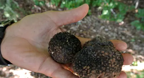 Събирачите на трюфели, гъби и горски плодове вече могат да подават заявления за издаване на позволително онлайн