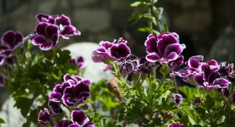 Слънце в цяла България, валежите спират