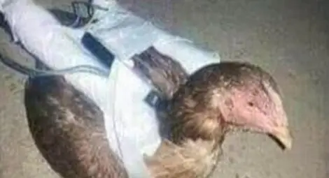 Кокошки камикадзета воюват за Ислямска държава