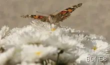 Маскиран пусна пеперуди в Народното събрание