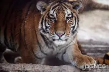 Тигър прости на ловец, заложил капан за самури Тигър прости на ловец, заложил капан за самури