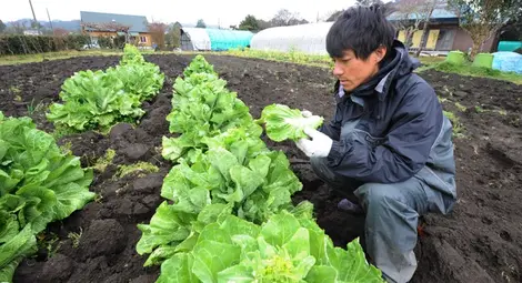 Спанакът регулира кръвното налягане