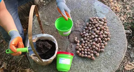 Деца от Ценовско садят  150 фиданки червен дъб