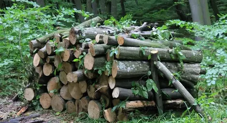 Горски стражари задържаха  два автомобила на бракониери