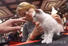 Котките изпитвали силен стрес при галене 