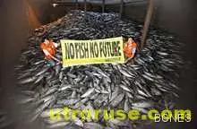 Малка стъпка в затоплянето - големи щети в риболова 