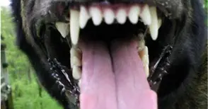 Абитуриент се страхува да излиза сам след нападение от куче