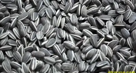 Откраднали 1.6 тона слънчоглед от склад в Макариополско 