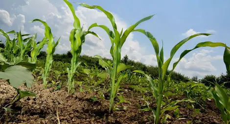 Царевицата &ndash; любимата култура на земеделците перфекционисти!
