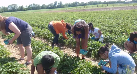 Испания търси берачки на  ягоди срещу 40 евро на ден