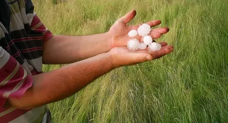 Фонд „Земеделие“ финансира застраховане на агропродукция Фонд „Земеделие“ финансира застраховане на агропродукция