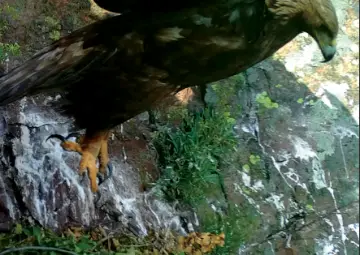 Екомузеят открива изложба &bdquo;Поглед към гнездото на скалния орел&ldquo;