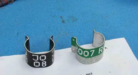 БДЗП опръстенява морски орли по река Дунав 