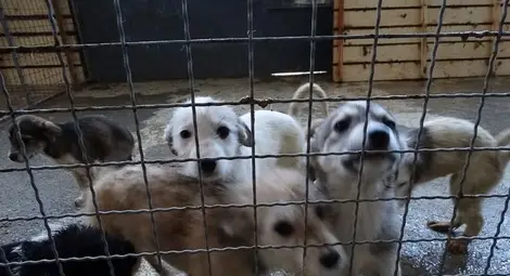 431 кучета от приюта намериха нов дом