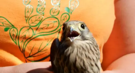 Художници пуснаха в първи полет малки керкенези над Божичен Художници пуснаха в първи полет малки керкенези над Божичен