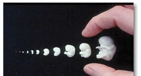 Кожата &bdquo;решава&ldquo; да е космата или потна в ембрионалното развитие