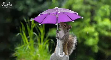 Смешни кадри: Фотограф засне катеричка с чадърче