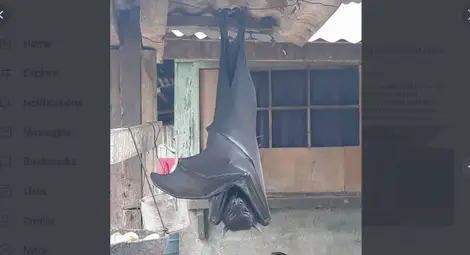 Прилеп &bdquo;с човешки размери&ldquo; обърка социалните мрежи (СНИМКИ)