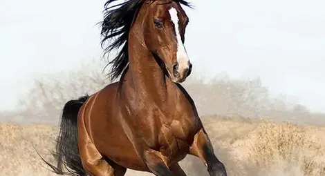 Кон уби 4-годишно дете в Чирпан 