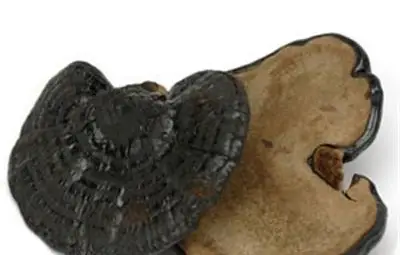 Медицински доказано: Гъби Рейши с витамин В17 &ndash; мощен унищожител на рак