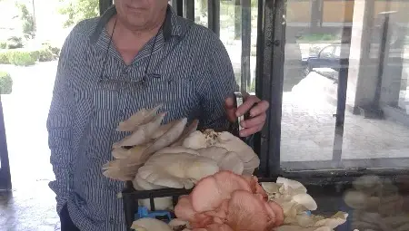 Гъбозаводът в Красен ще отглежда чудодейния бразилски бадем Гъбозаводът в Красен ще отглежда чудодейния бразилски бадем