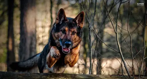 Селски поп си казва всички грехове при вида на следово куче на портата му