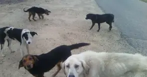 Куче убито с един изстрел в сърцето в Сухия кладенец