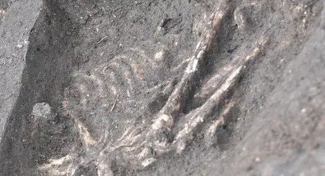 Откриха човешки останки в двор на къща в Разградско Откриха човешки останки в двор на къща в Разградско