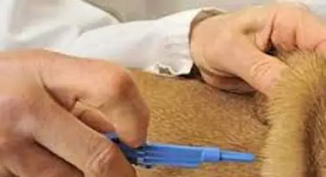 Шуменско село даде положителна проба за антракс