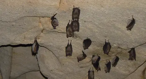 Прилепите в Орлова чука  се събудиха от зимен сън