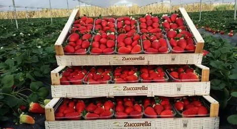 Фермерите доказват реализация на плодове и зеленчуци до края на месеца