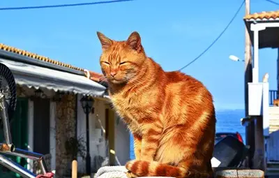 Котките в Кипър са двойно повече от жителите на острова Котките в Кипър са двойно повече от жителите на острова