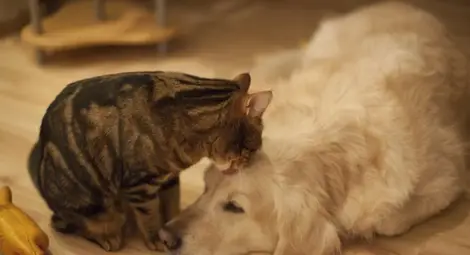 Едно трогателно приятелство между куче и котка /видео/