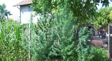 Доведен син засял канабис в къщата на пастрока си в русенско село