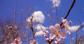 Топлата зима може да излъже овошките