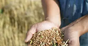 Фермерите отчитат 10 лева загуба на декар есенници