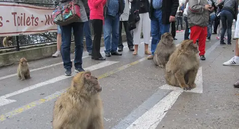 Макаци, пещери и безмитни магазини оживяват най-прочутата британска скала